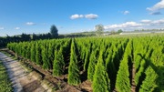 Tuja Szmaragd,Thuja Smaragd 140-160 SUPER JAKOŚĆ, PRODUCENT, TRANSPORT