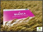 Jęczmień Ozimy BIANCA - Grube Ziarno Wysoki Plon - Nasiona IGP sandra