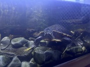 Sprzedam akwarium 72L wraz z obsadą