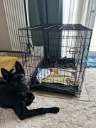 Duża Klatka dla Psa Transportowa Kennel Metalowa 107x69x76 XXL 