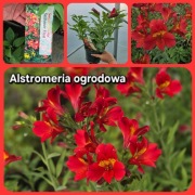 Alstromeria ogrodowa Summer Heat 3L 