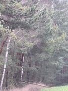 Las mieszany świerk, sosna, brzoza