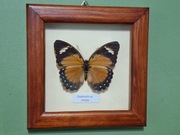 Motyl w gablotce