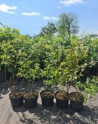 Krzewy / sadzonki borówki amerykańskiej!! RÓŻNE ODMIANY!! OWOCUJĄCE!!