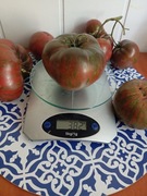 Pomidor  Thong dwarf kolekcjonerski bardzo plenny