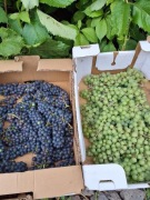 Winogrona organiczne bez oprysków chemicznych [oferta sezonowa] Smart 