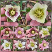 Ciemiernik hybr. jednopędowy (sadzonka z gruntu, miks kolorów) / Helleborus