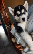 Szczenię Syberian Husky 