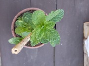 Mięta Camus sadzonka 