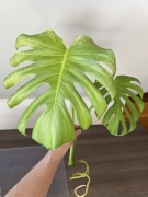 Monstera Mint (szczyt)
