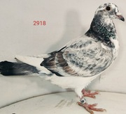 100% Jos Thone, gołębie pocztowe