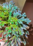  selaginella iridescens niebieska szczepka