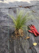 TURZYCA WŁOSISTA TRAWA OZDOBNA FROSTED CURLS z gruntu