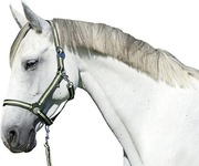 Kantar dla Konia antracyt/cytryna DARMOWA DOSTAWA