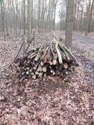 Drewno opałowe dąb 