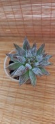 Echeveria tolimanensis ( ukorzeniona)