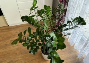 Zamiokulkas zamiolistny 110 cm 