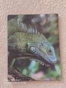 Magnes na lodówkę 3D. Zielona jaszczurka. Legwan Zielony.Brazylia.Amazonia 