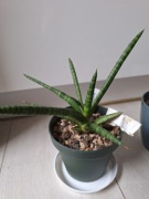 Zestaw sansevieria 