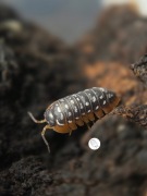 Isopody, prosionki Armadillidium Werneri