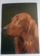 SETER IRLANDZKI - TRZY POCZTÓWKI