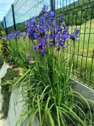 Irys syberyjski duża kępa