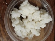 Grzybek tybetański  15g-zrób domowy kefir