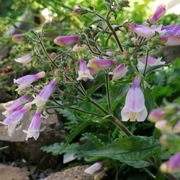 Penstemon kosmaty / Penstemon hirsutus