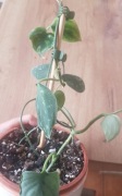 Scindapsus Silver Ann 