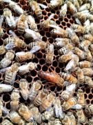 Odkłady pszczele, Rodziny pszczele- Ramka Dadant, Wielkopolska, inne