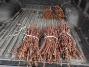 Sztobry winorośli, winorośl, wino, REGENT, SZPROS