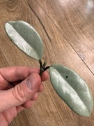 Hoya Carnosa Wilbur Graves Silver