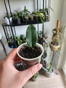 Hoya  Apoda sp. Papua, ukorzeniona