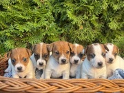 Jack Russell Terrier od # SMARTIE JACKS# PUPPIES już są!