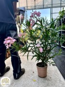 Nerium oleander, Oleander pospolity, 80-100cm, 3 kolory kwiatów