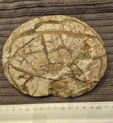 Amonit łodzik? jura gnaszyn