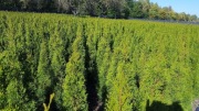 Tuja, thuja szmaragd z gruntu 160-180cm 59zł