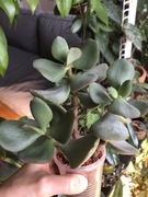 Sukulent Silver Dollar