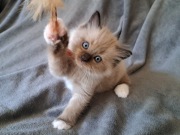 Ragdoll mink / Cherubim