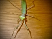 Modliszka sphodromantis virdis 