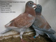 Gołębie pocztowe młode super pochodzenie 2026 rok Wysyłka