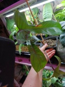 philodendron florida bronze-cięty szczyt