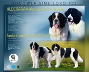 Landseer, szczeniak, szczenięta, suka, pies, rodowód  FCI, zapowiedź miotu