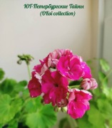 sadzonka pelargonii YuG -Peterburgskije Tajny