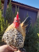 Karzełek łapciaty koguty