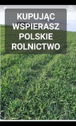 Żyto ozime na poplon ziarno poplon 20 kg POLSKIE ŻYTO