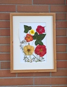 Obraz suszone różnokolorowe, róże ręcznie wykonane całkowicie naturalne 