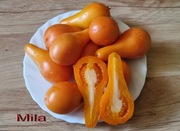 Pomidor Mila - 10 nasion kolekcjonerskich pomarańczowa gruszka