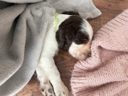 Springer spaniel angielski - ZKwP