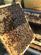 Odkłady pszczele ramka wielkopolska - wysyłka